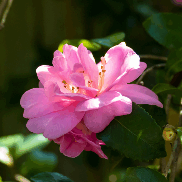 Our Linda Camellia - Image 2