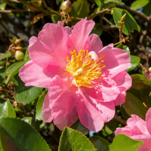 Our Linda Camellia