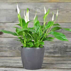 Peace Lily