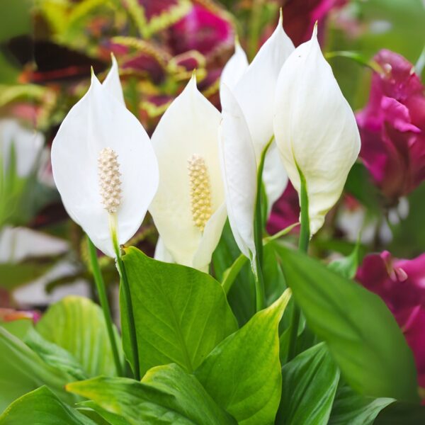 Peace Lily blooms