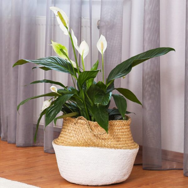 large Peace Lily