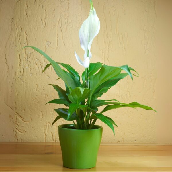 small Peace Lily