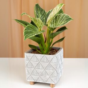 Philodendron Birkin