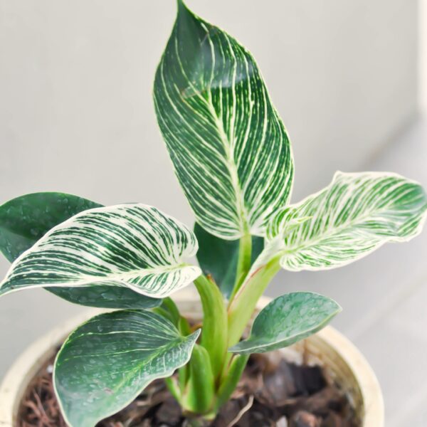 Philodendron Birkin leaf