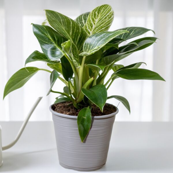 Philodendron Birkin in a grey pot