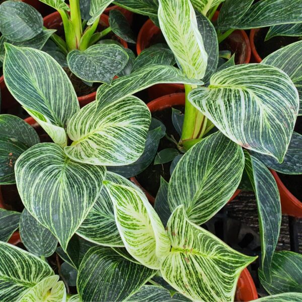Philodendron Birkin group of leaves