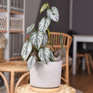 Philodendron Brandtianum