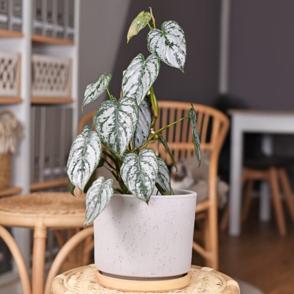 climbing Philodendron Brandtianum