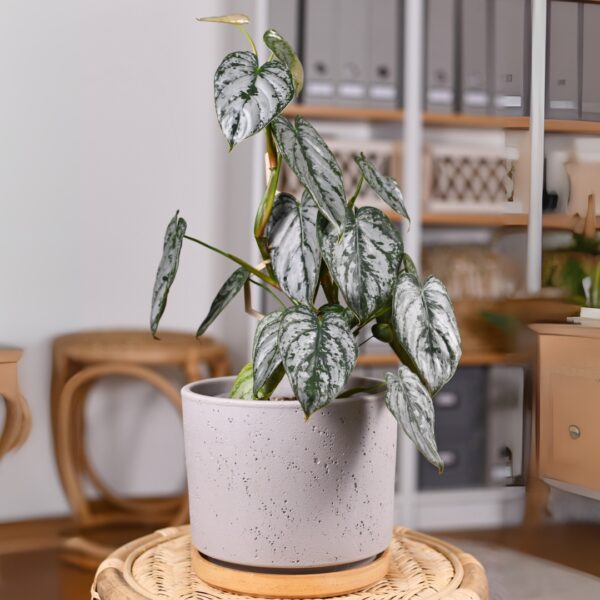 growing Philodendron Brandtianum