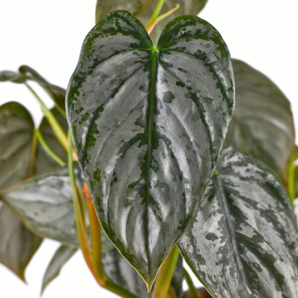 Philodendron Brandtianum leaves
