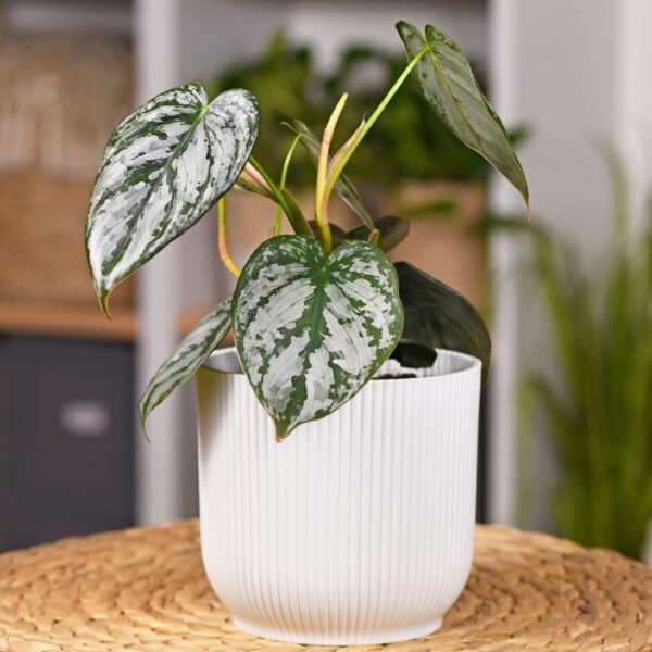 young Philodendron Brandtianum