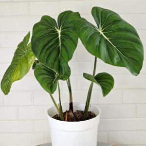 Philodendron Gloriosum
