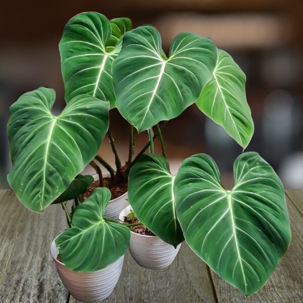 group of Philodendron Gloriosum
