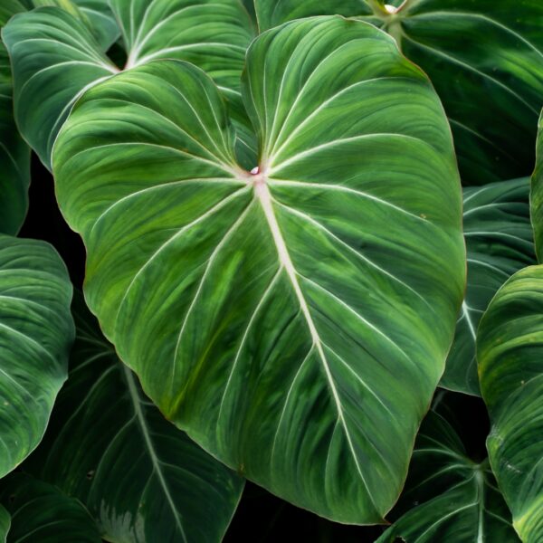 Philodendron Gloriosum foliage