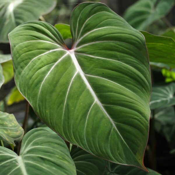 Philodendron Gloriosum leaf