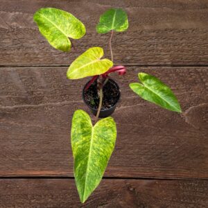 Philodendron Painted Lady