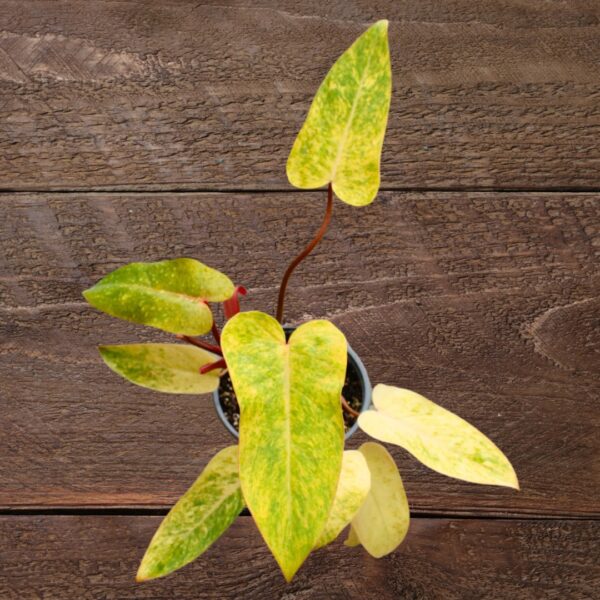 Philodendron Painted Lady in a pot