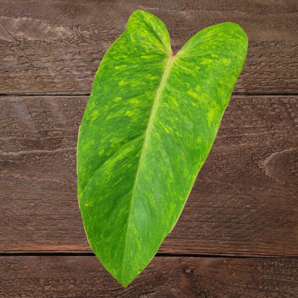 Philodendron Painted Lady leaf