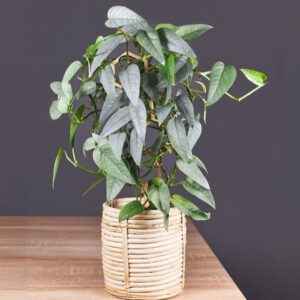Epipremnum Cebu Blue