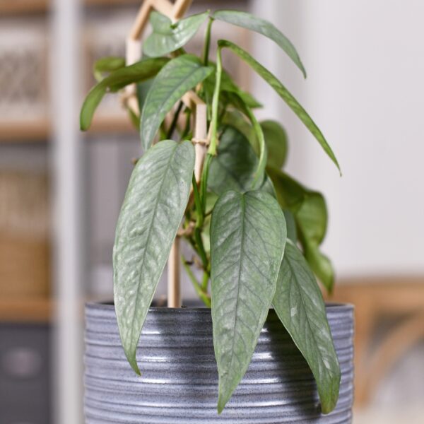 Pothos Cebu Blue foliage
