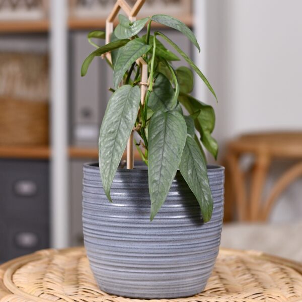 Pothos Cebu Blue in a grey pot