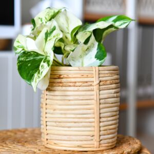 Pothos Manjula