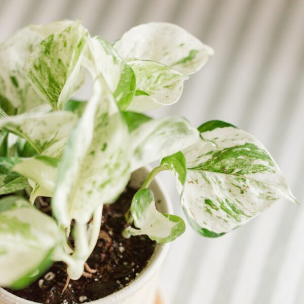 Pothos Manjula foliage