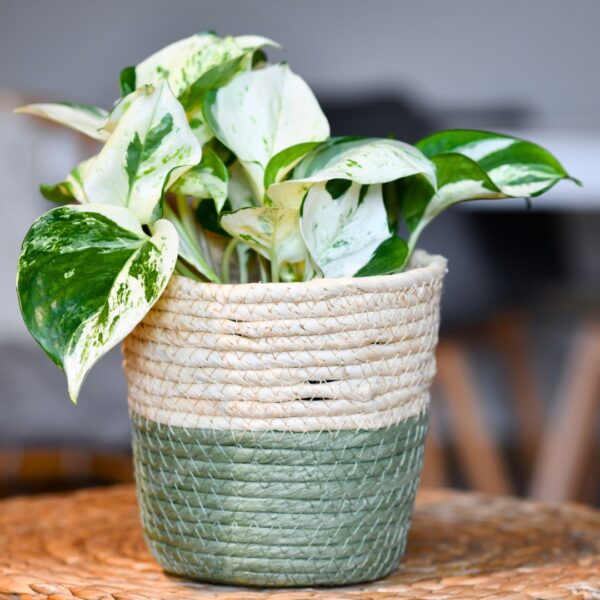 Pothos Manjula in a green basket