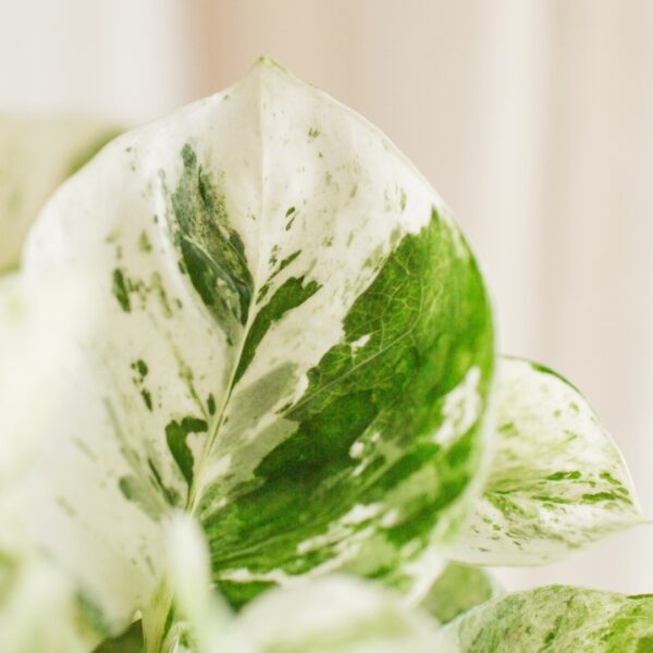 Pothos Manjula leaf
