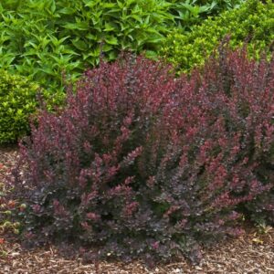 Royal Burgundy Barberry