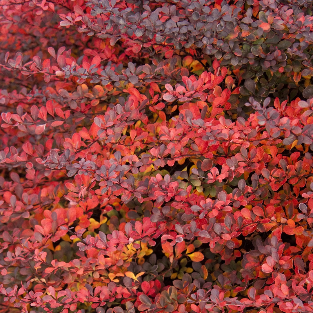 Royal Burgundy Barberry foliage