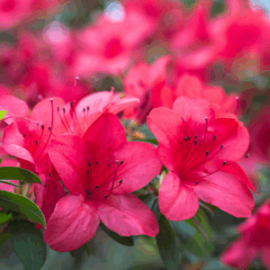 Autumn Sangria Encore Azalea