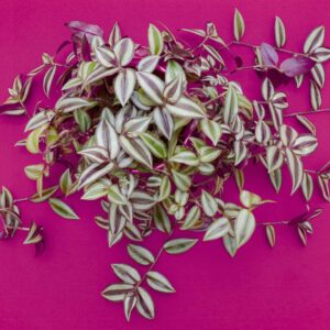 Tradescantia Zebrina
