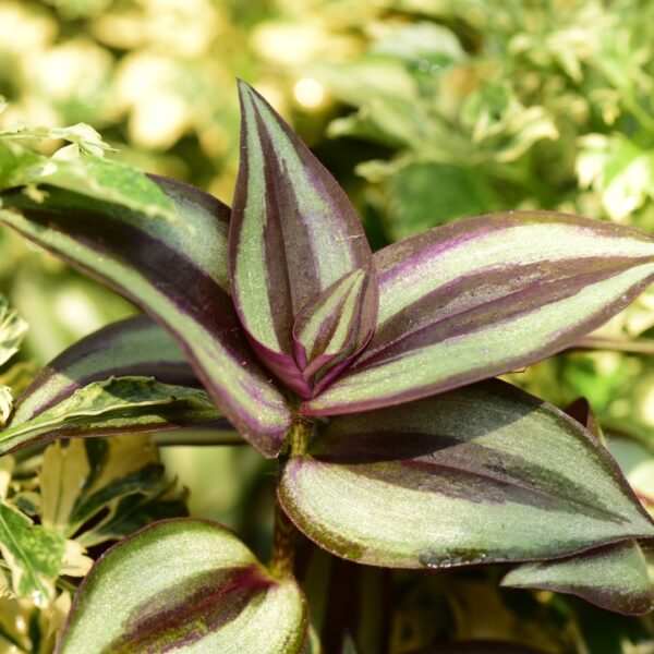 Tradescantia Zebrina up close