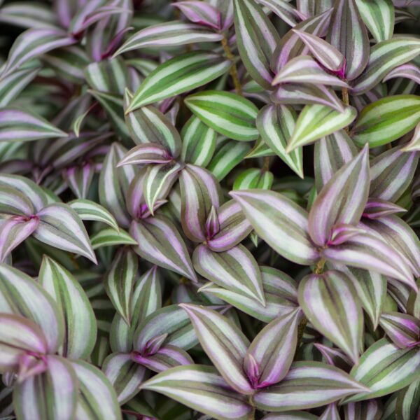Tradescantia Zebrina leaves