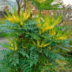 Mahonia Winter Sun
