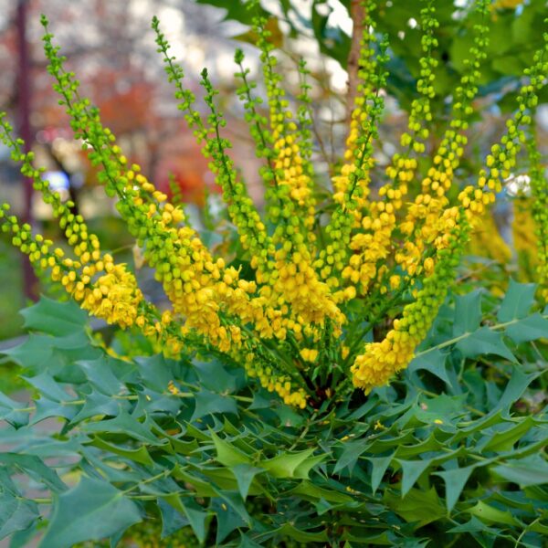 Winter Sun Mahonia flowers