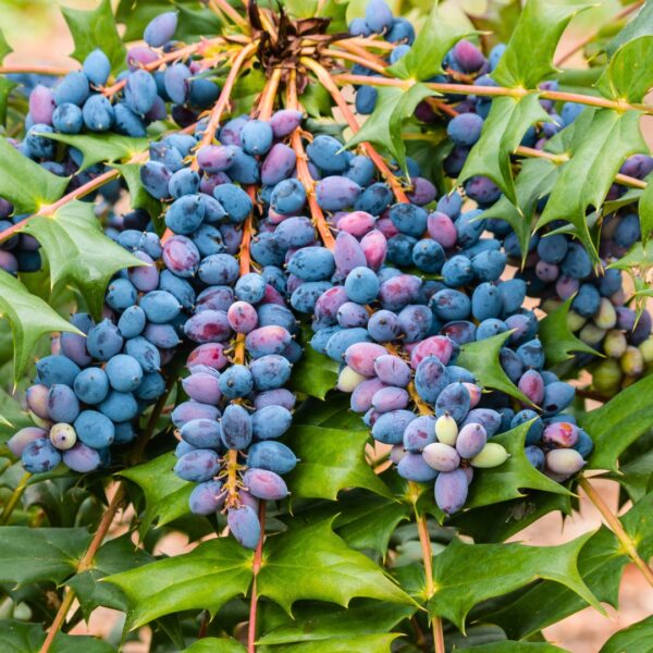 Winter Sun Mahonia berries