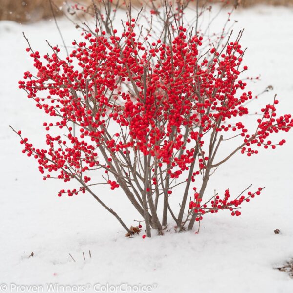 Winterberry Holly Berry Poppins in the snow