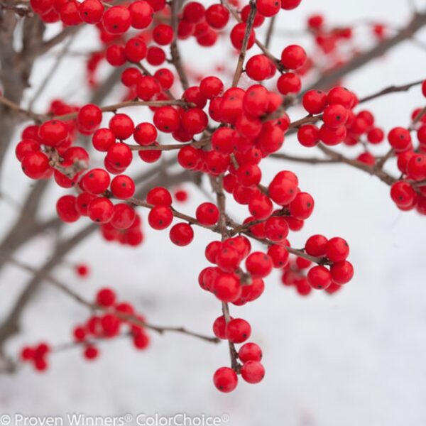 Winterberry Holly Berry Poppins berries
