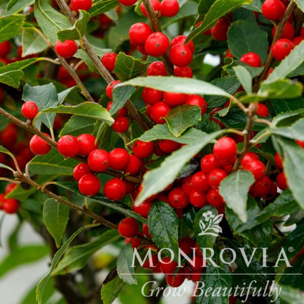 Winterberry Holly Berry Poppins berries and foliage