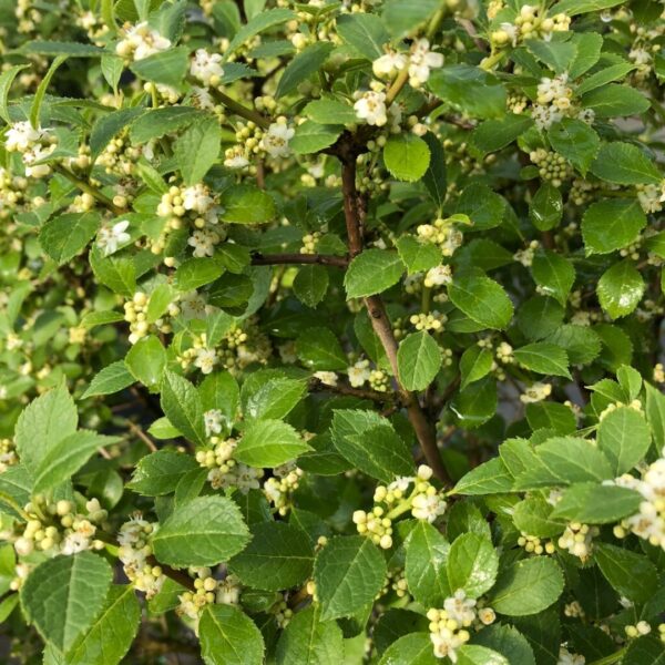Winterberry Holly Berry Poppins flowering
