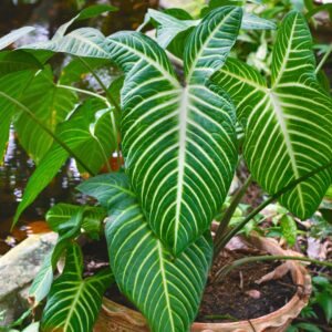 Xanthosoma Lindenii