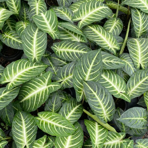 group of Xanthosoma Lindenii