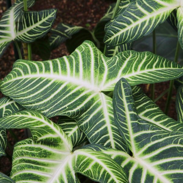 Xanthosoma Lindenii leaves