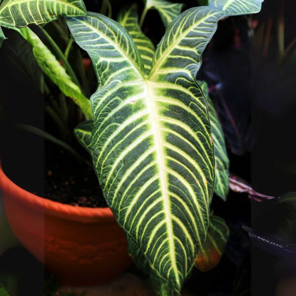 Xanthosoma Lindenii leaf