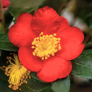Yuletide Camellia