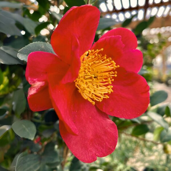 Yuletide Camellia from the side