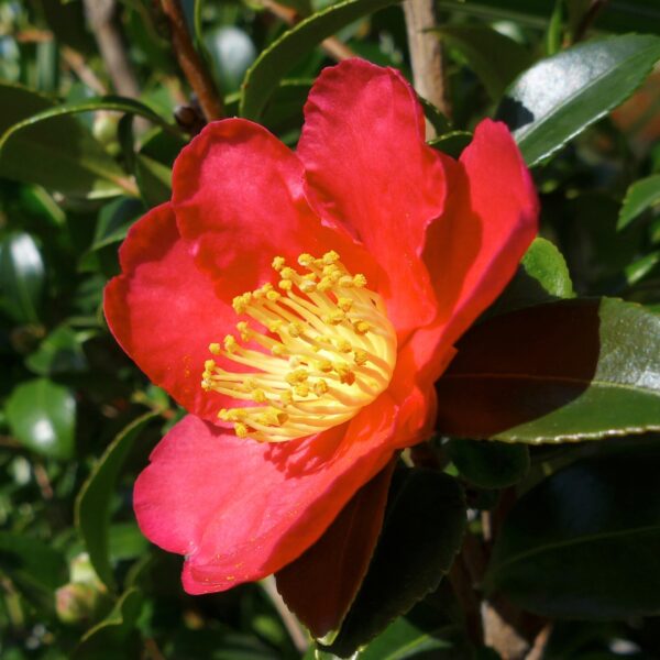 Yuletide Camellia facing the sun