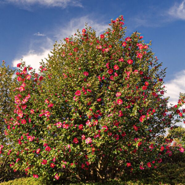 mature Yuletide Camellia